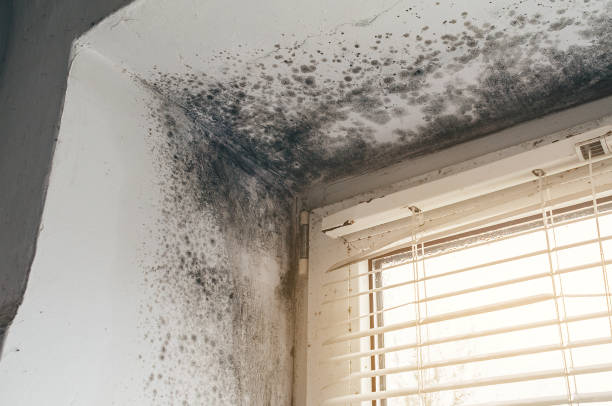 Affordable Attic Mold Remediation solutions in Wrightsville, GA